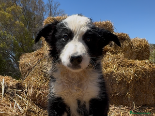 Border Collie perros - Anuncio 25