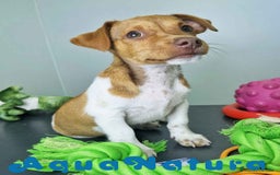 Jack Russell Terrier perros en venta: Jack Russel Macho JMU 7730 AQUANATURA - Imagen 5