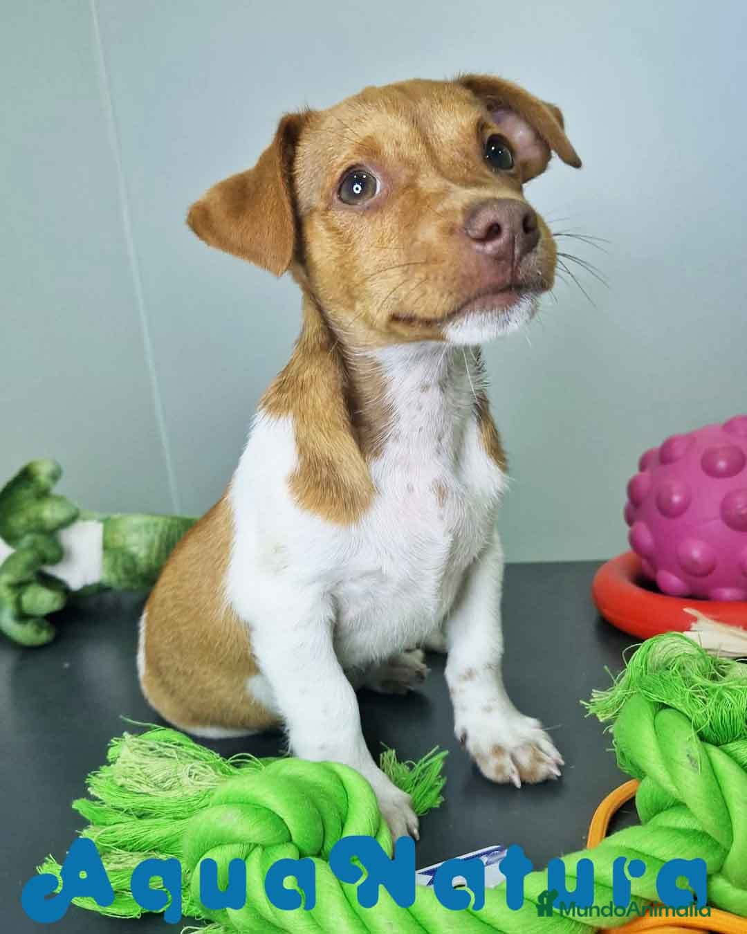 Jack Russell Terrier perros en venta: Jack Russel Macho JMU 7730 AQUANATURA - Imagen 5