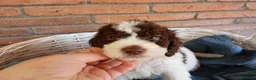 Perro de Agua Español perros en venta: Perro de agua  - Anuncio 2