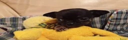 Chihuahua perros en venta: Chihuahuas micro toy máxima calidad - Anuncio 18