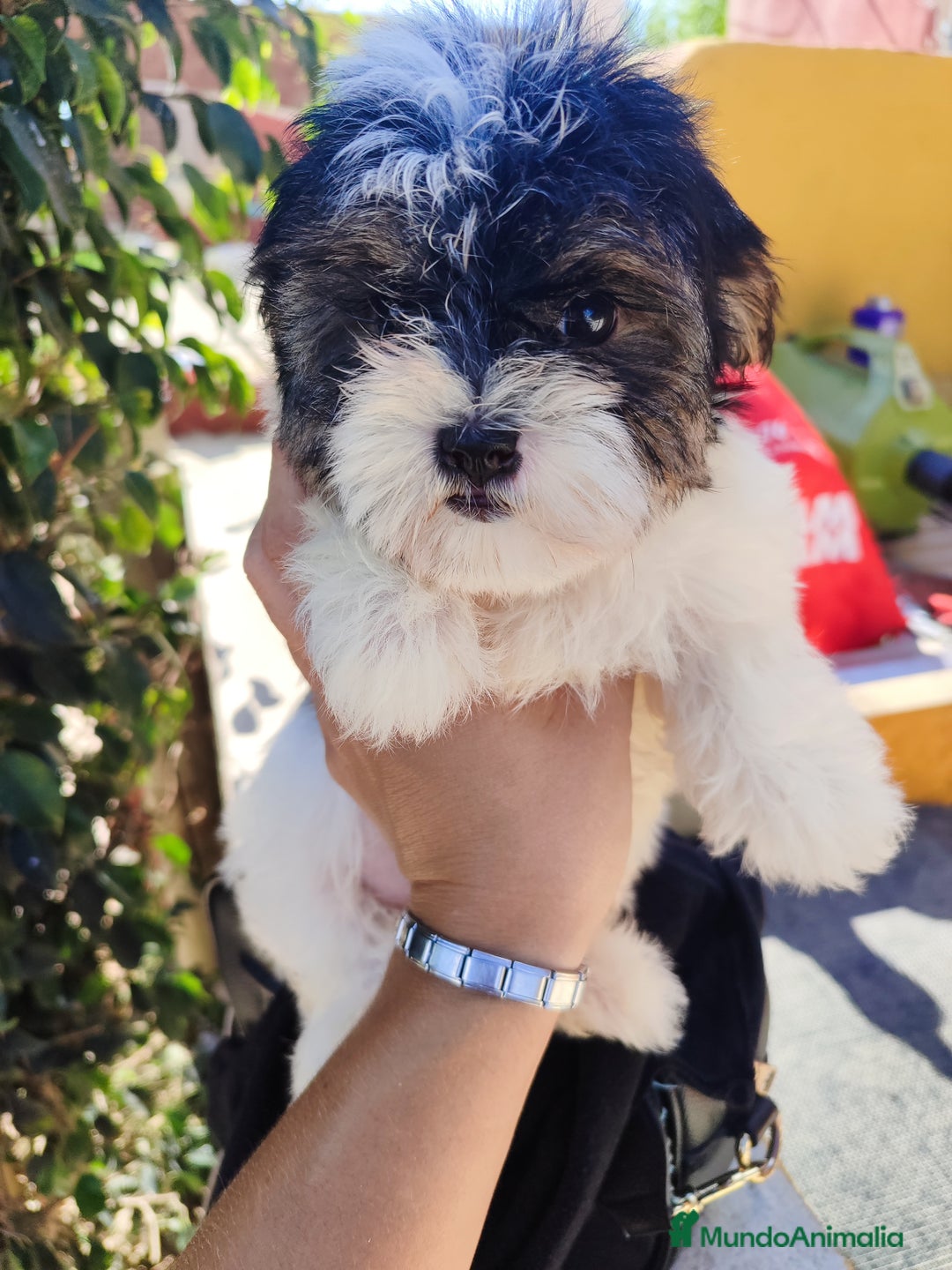 Raza Mixta perros en venta: Cachorrita Malvi - Imagen 4