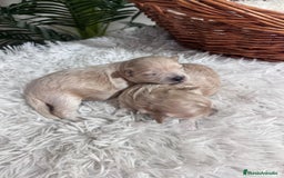 Maltipoo perros en venta: MALTIPOO - Anuncio 13