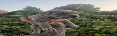 American Pit Bull Terrier 1