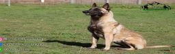 Pastor Belga Malinois perros en venta: Pastor Belga Malinois - Anuncio 5