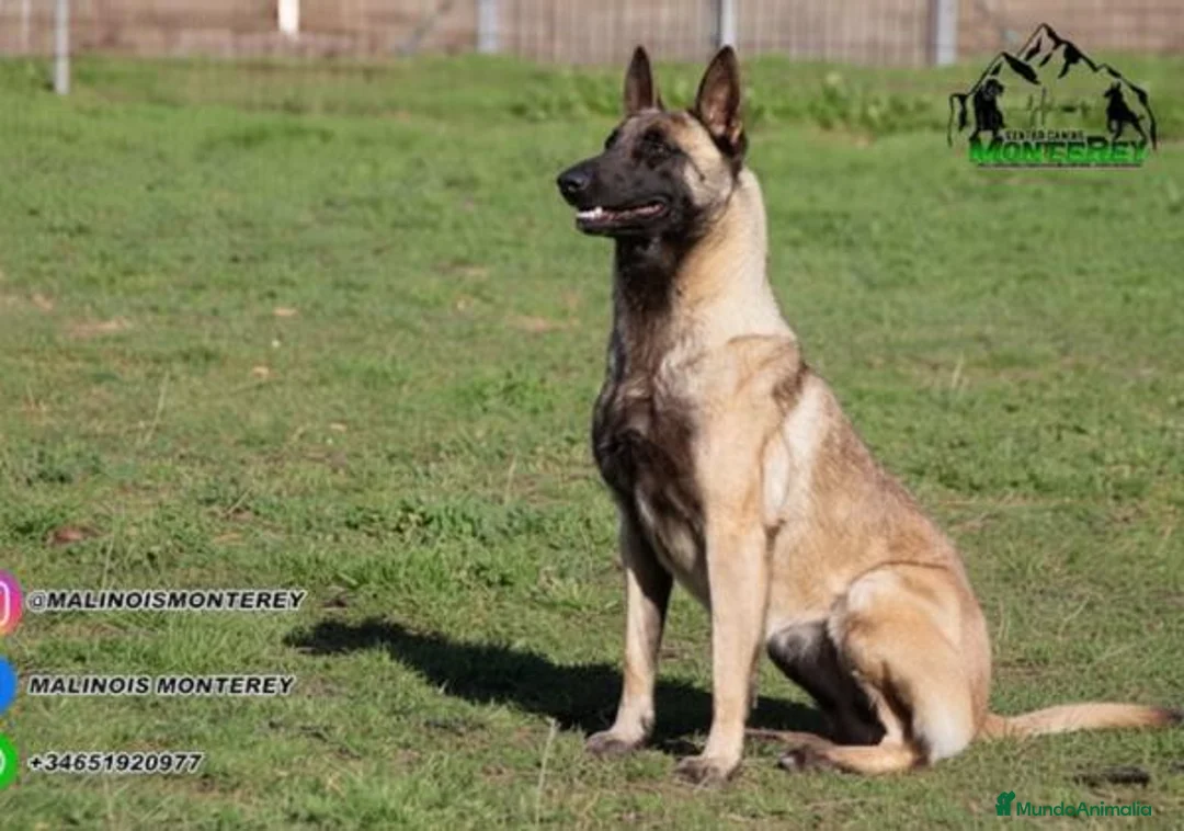 Pastor Belga Malinois perros en venta: Pastor Belga Malinois - Anuncio 5