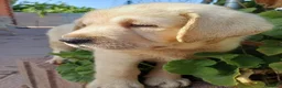 Labrador Retriever perros en venta: Labrador retriever dorado disponible  en Huelva - Anuncio 10