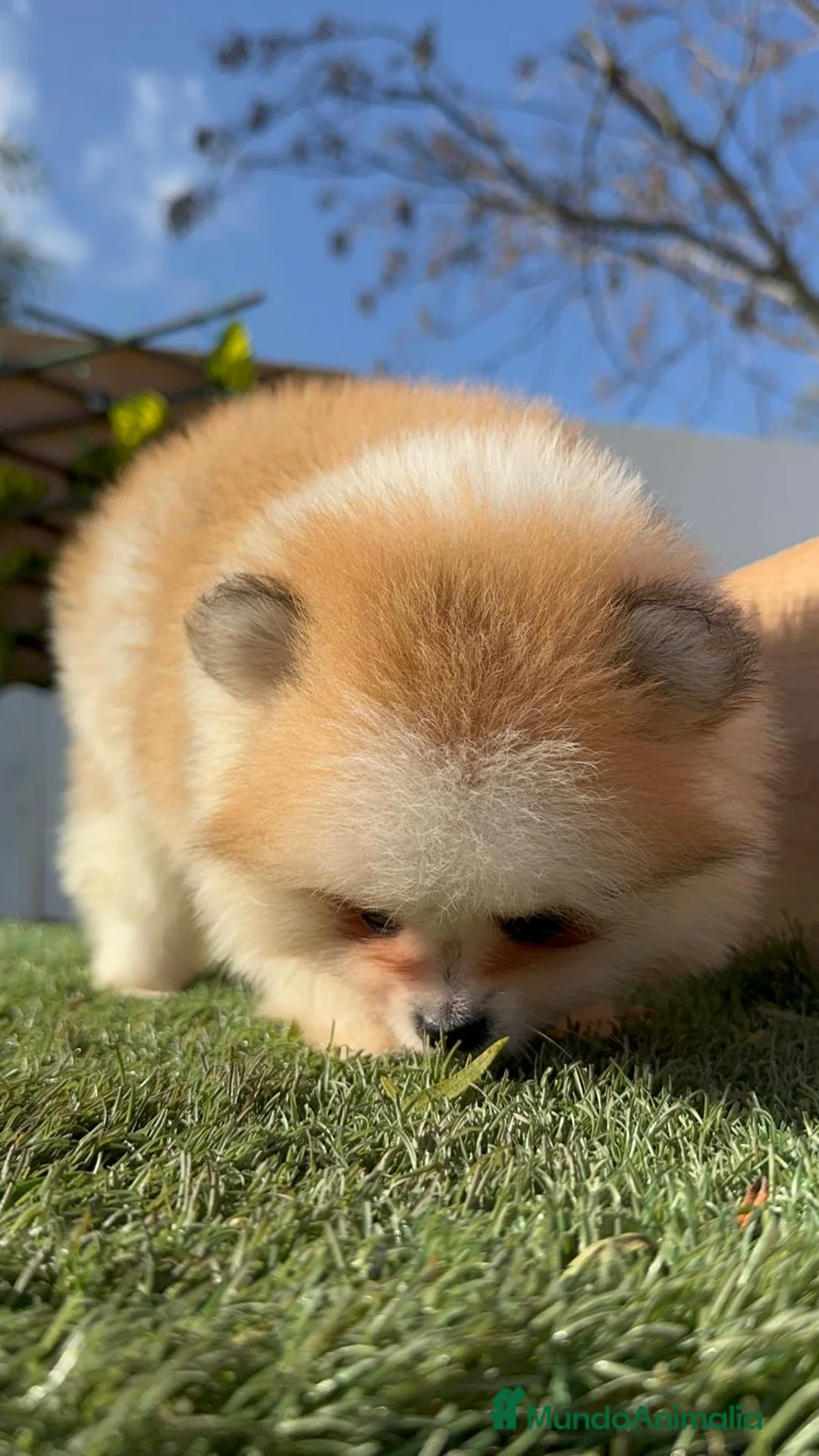Pomerania perros en venta: POMERANIA MACHO - Anuncio 15