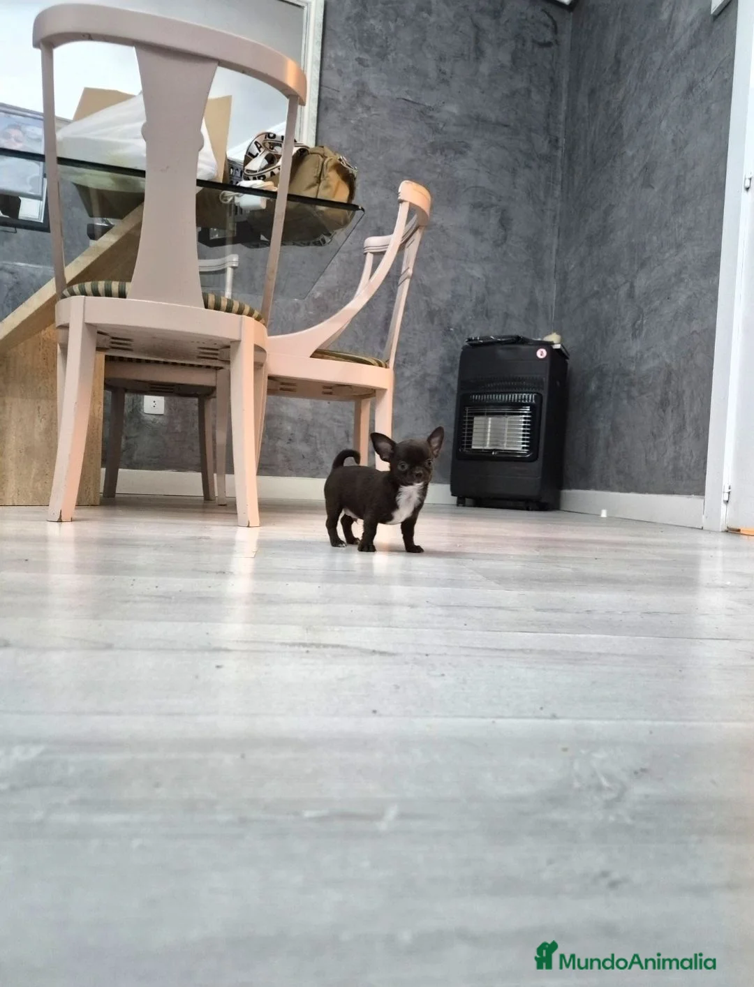 Chihuahua perros en venta: Chihuahuas micro toys - Anuncio 2