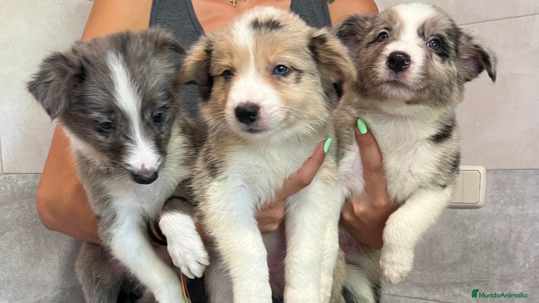 Border Collie perros en venta: Camada de Border collie  - Imagen 8