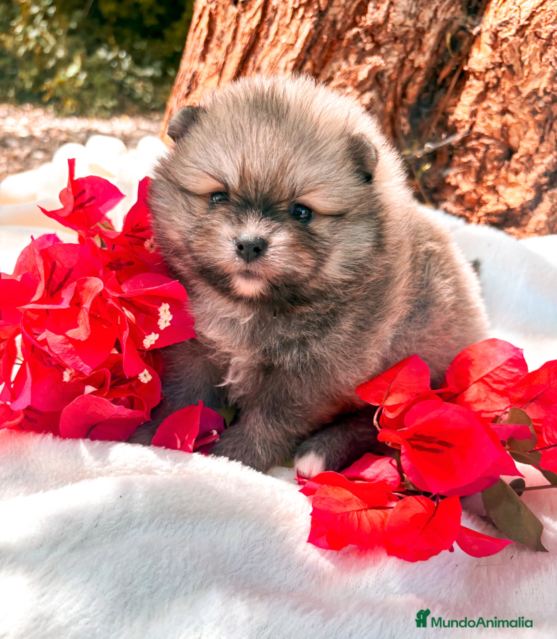 Pomerania perros en venta: Pomerania - Anuncio 4