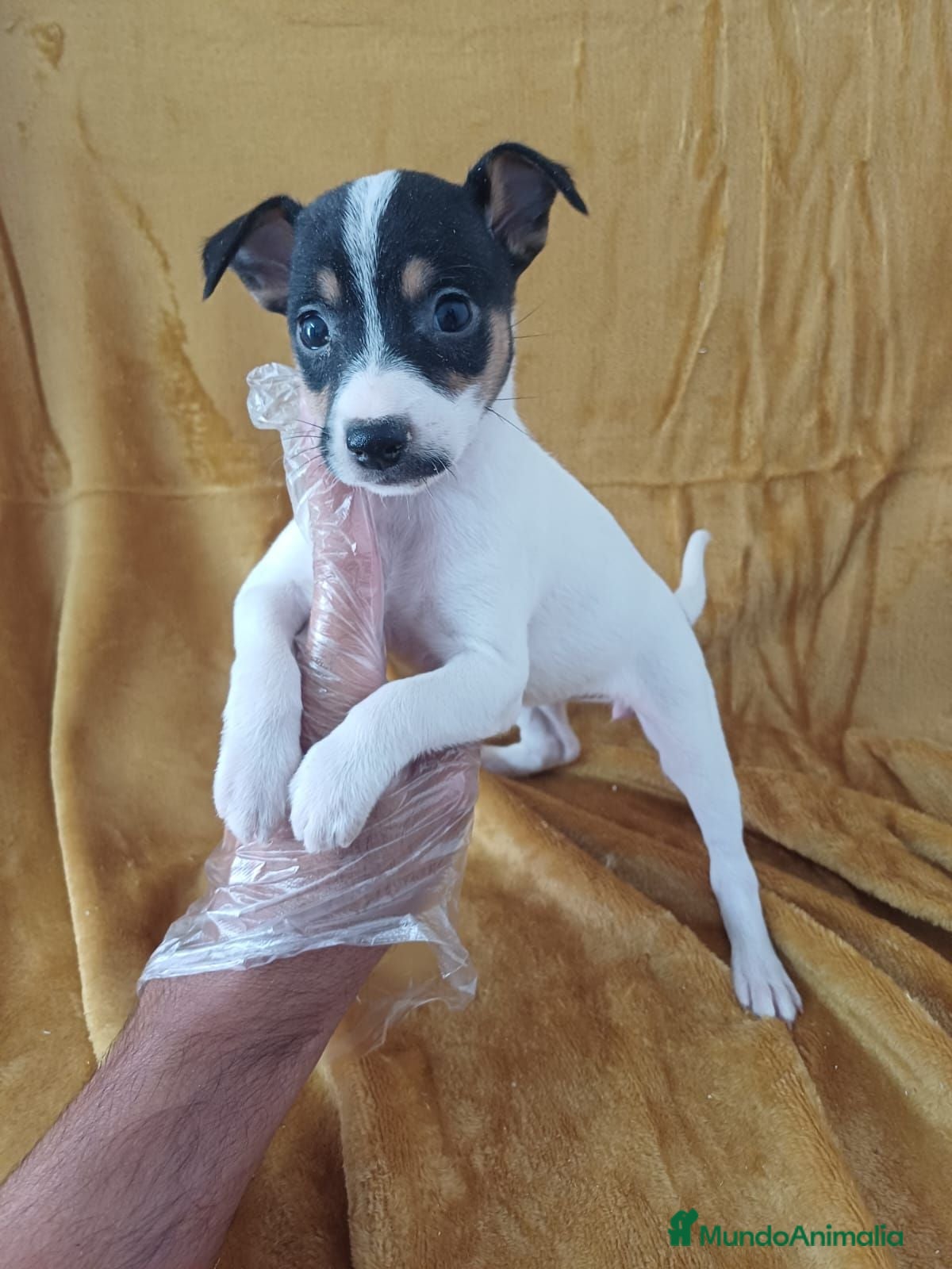 Ratonero Bodeguero Andaluz perros Bodeguero Andaluz  - Anuncio 1
