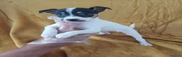 Ratonero Bodeguero Andaluz perros en venta: Bodeguero Andaluz  - Anuncio 1