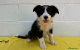 Border Collie perros en venta: Border Collie tranquilos y hermosos - Imagen 1