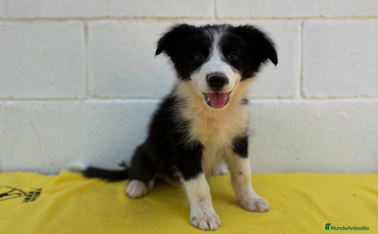 Border Collie perros - Anuncio 3
