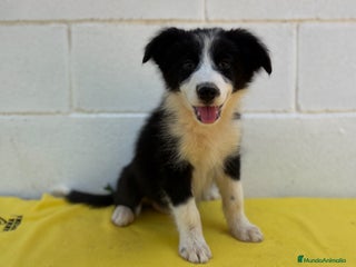 Border Collie perros - Anuncio 4