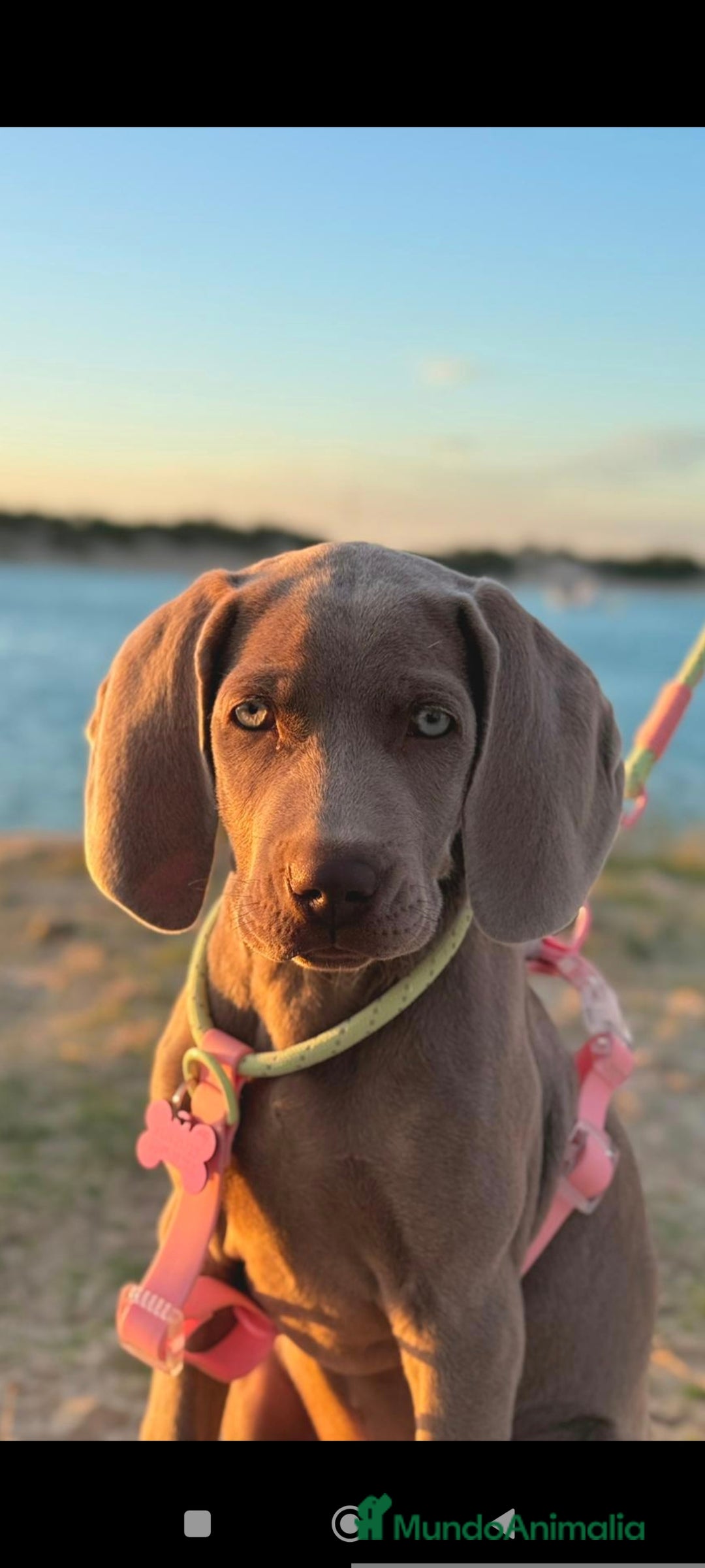 Weimaraner perros en venta: Bracos de Weimar  - Anuncio 2