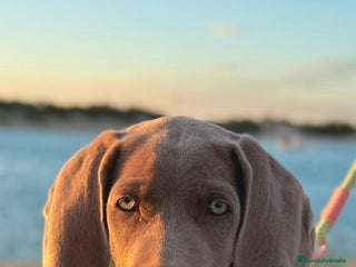 Weimaraner perros Bracos de Weimar - Anuncio 17