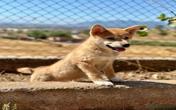 Shiba Inu perros en venta: Shiba inu hembra  - Imagen 6