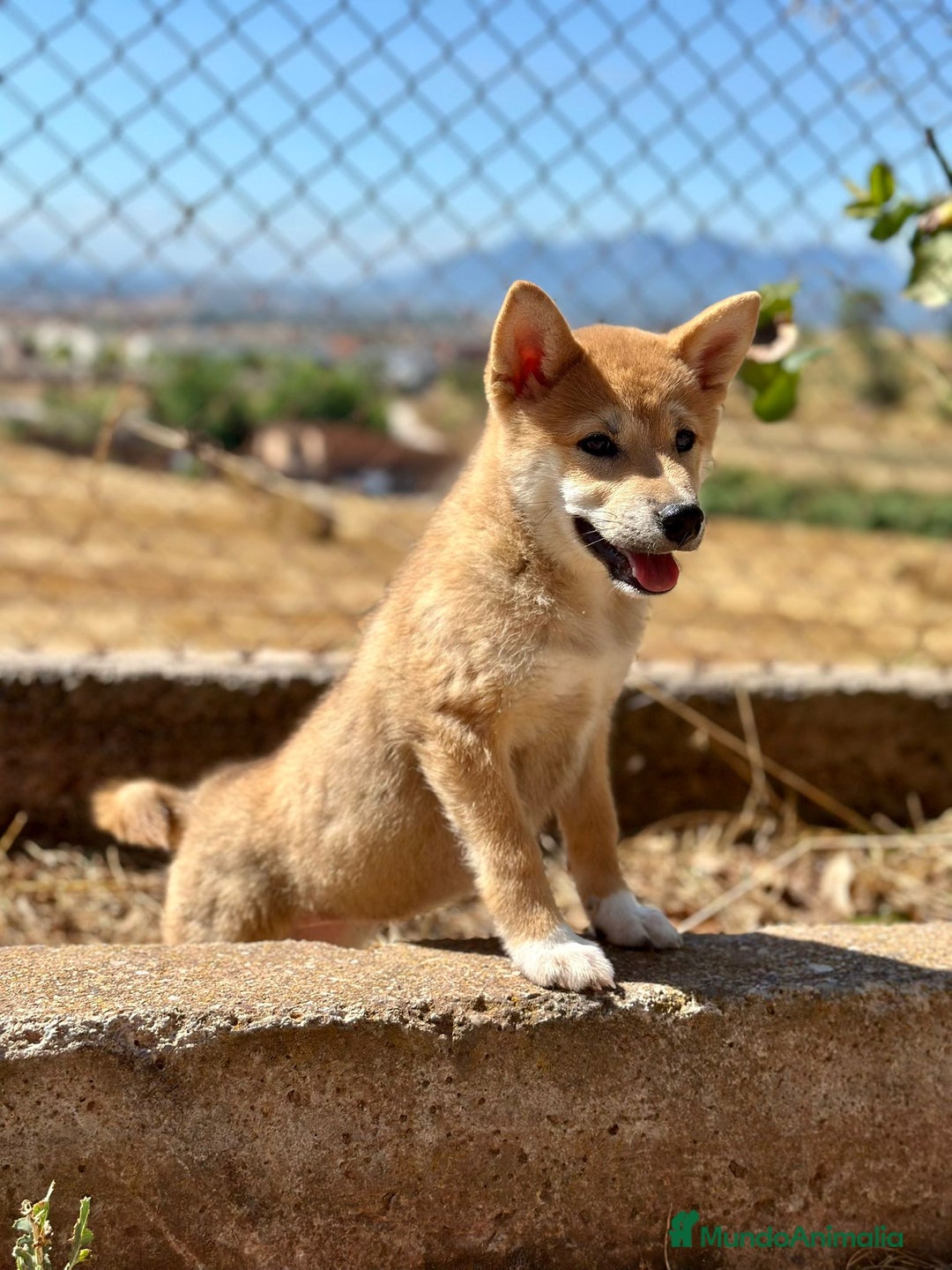 Shiba Inu perros en venta: Shiba inu hembra  - Imagen 6