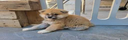 Akita Inu perros en venta: Preciosa Camada de Akita Inu - Anuncio 2
