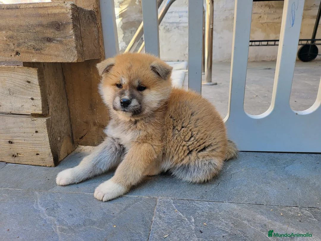 Akita Inu perros en venta: Preciosa Camada de Akita Inu - Anuncio 2