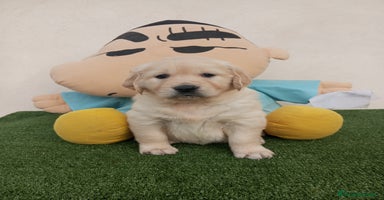 Golden Retriever perros - Anuncio 2