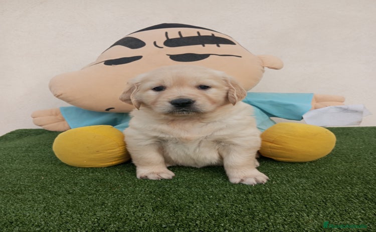 Golden Retriever perros - Anuncio 3