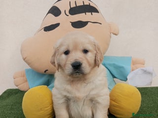 Golden Retriever perros - Anuncio 3