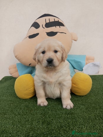 Golden Retriever perros - Anuncio 1