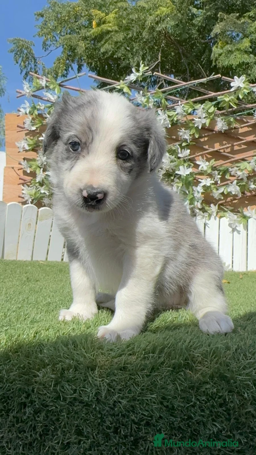 Border Collie perros en venta: BORDER COLLIE MERLE - HEMBRA - Anuncio 1