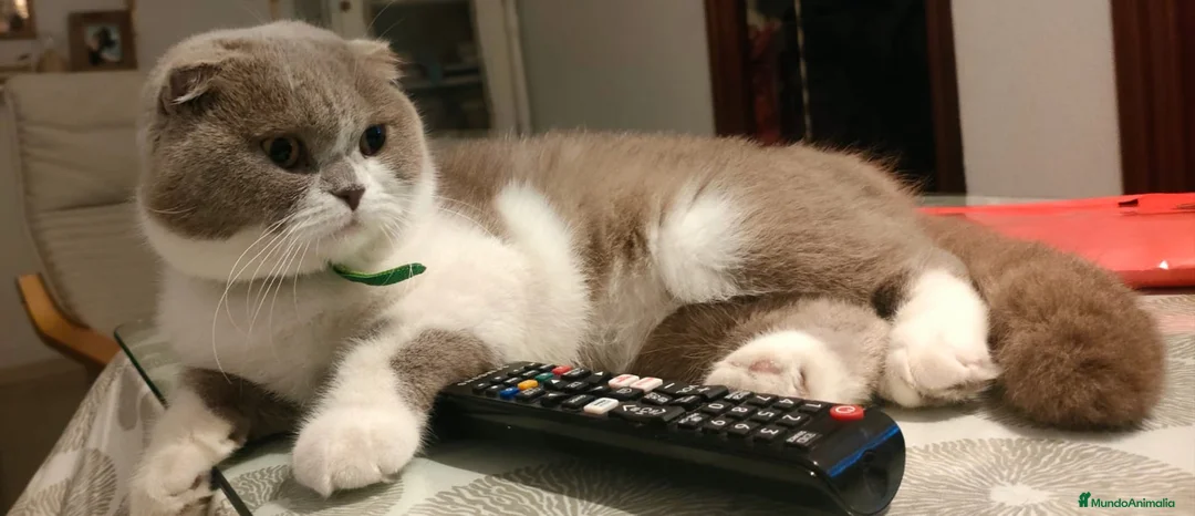 Imagen de galería {{count}}