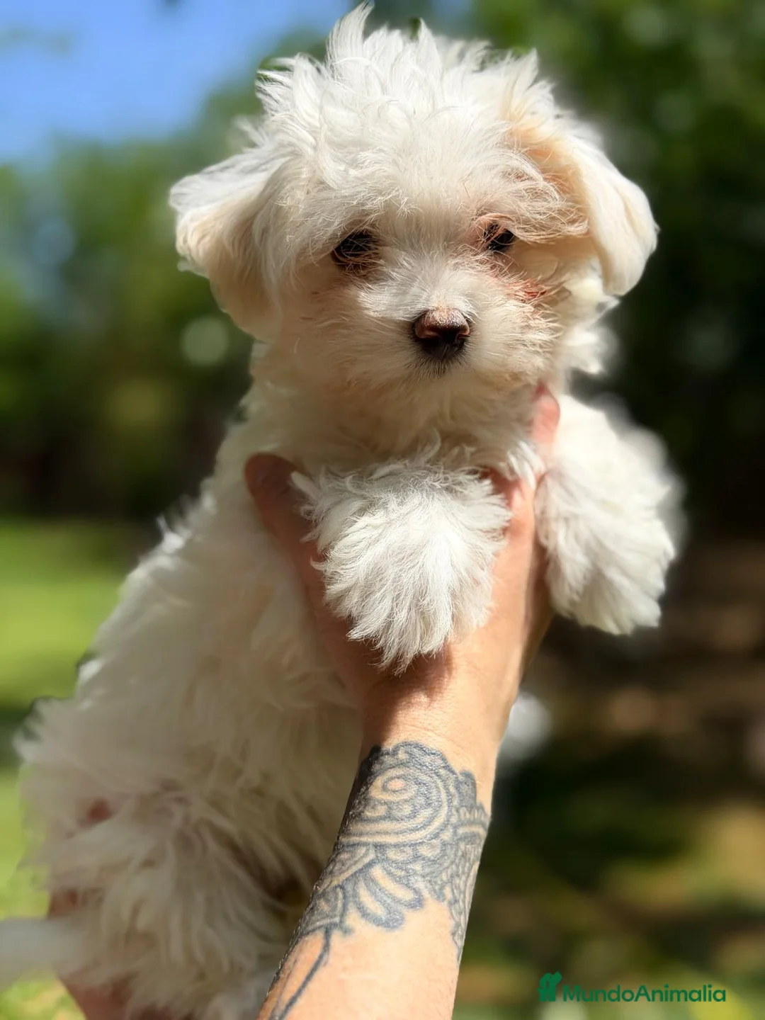 Bichón Maltés perros en venta: BICHON MALTES HEMBRAS - Anuncio 2