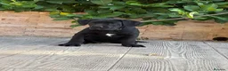 Cane Corso perros en venta: Cachorras de cane corso  - Anuncio 12