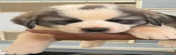 Otras razas perros en venta: Alabais - Anuncio 4