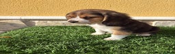 Beagle perros en venta: Espectacular cachorro de Beagle - Anuncio 8