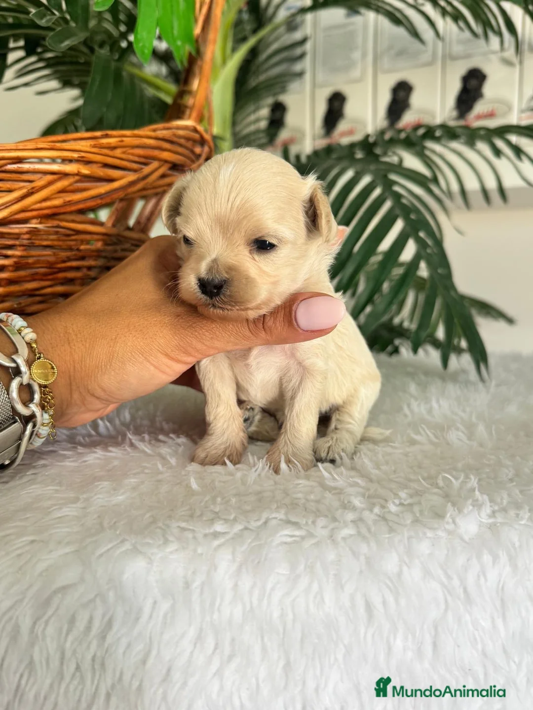 Maltipoo perros en venta: MALTIPOO DE LÍNEA COREANA – PEQUEÑOS QUE ENAMORAN - Anuncio 10