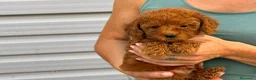 Raza Mixta perros en venta: Caniches enanos - Anuncio 5