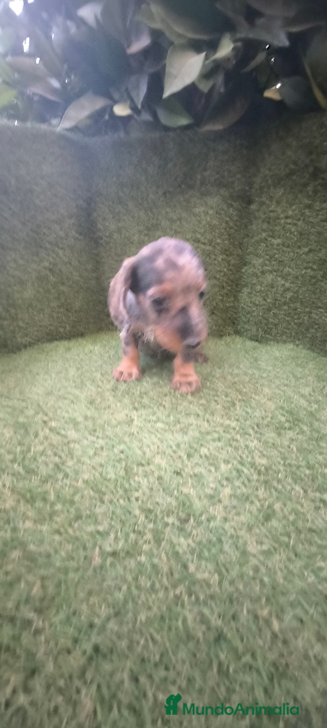 Teckel Miniatura perros en venta: teckel miniatura pelo basto arlequín y negro fuego - Imagen 14