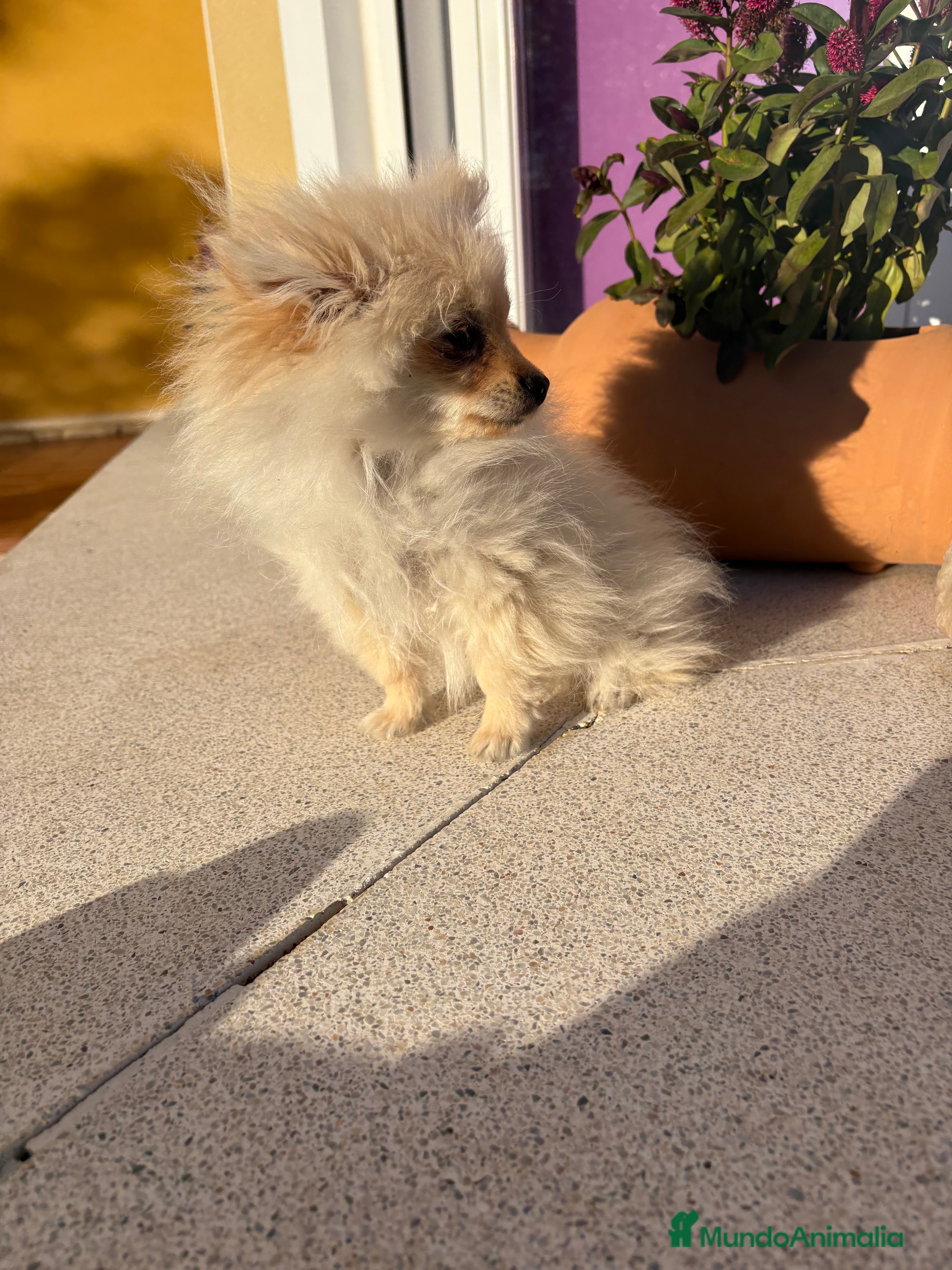 Pomerania perros Lulu Pomerania Micro Toy  - Anuncio 2