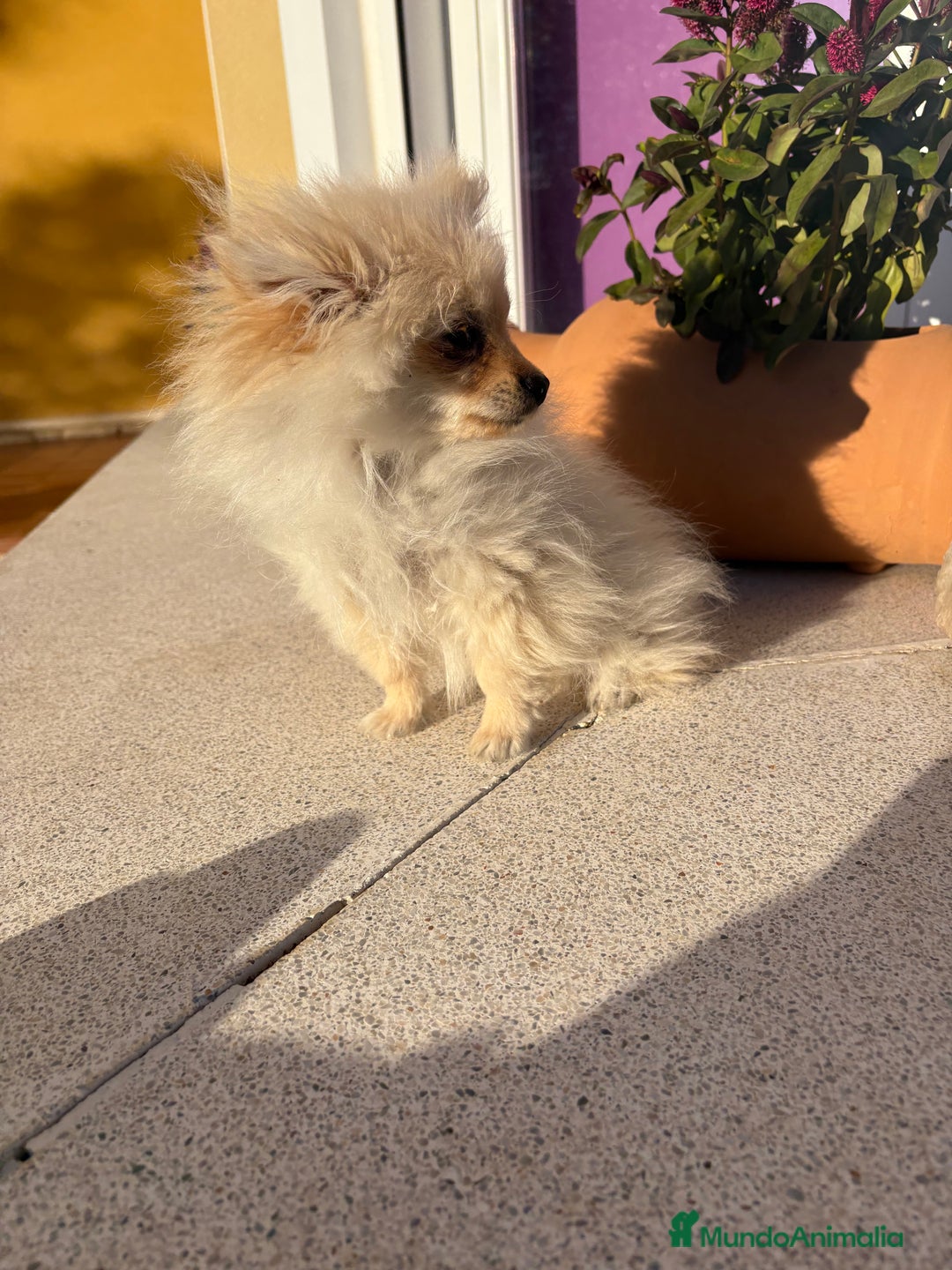 Pomerania perros en venta: Lulu Pomerania Micro Toy  - Anuncio 2