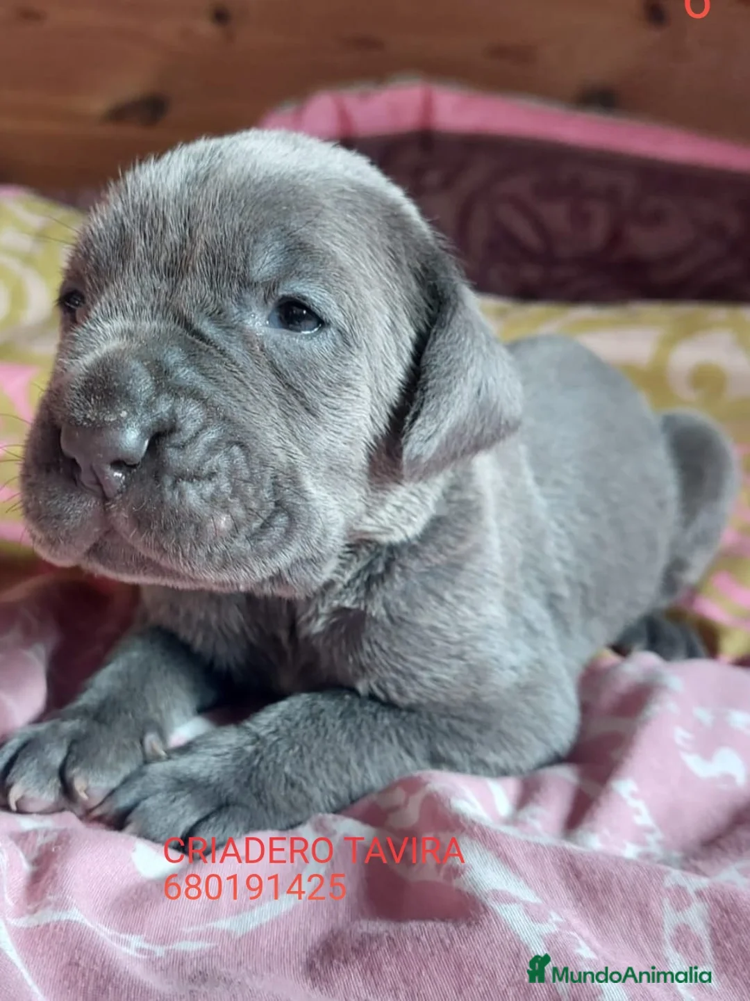 Mastín Napolitano perros en venta: Cachorros Mastin Napolitano - Anuncio 1
