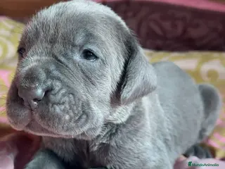 Mastín Napolitano perros Cachorros Mastin Napolitano en Madrid - Anuncio 1