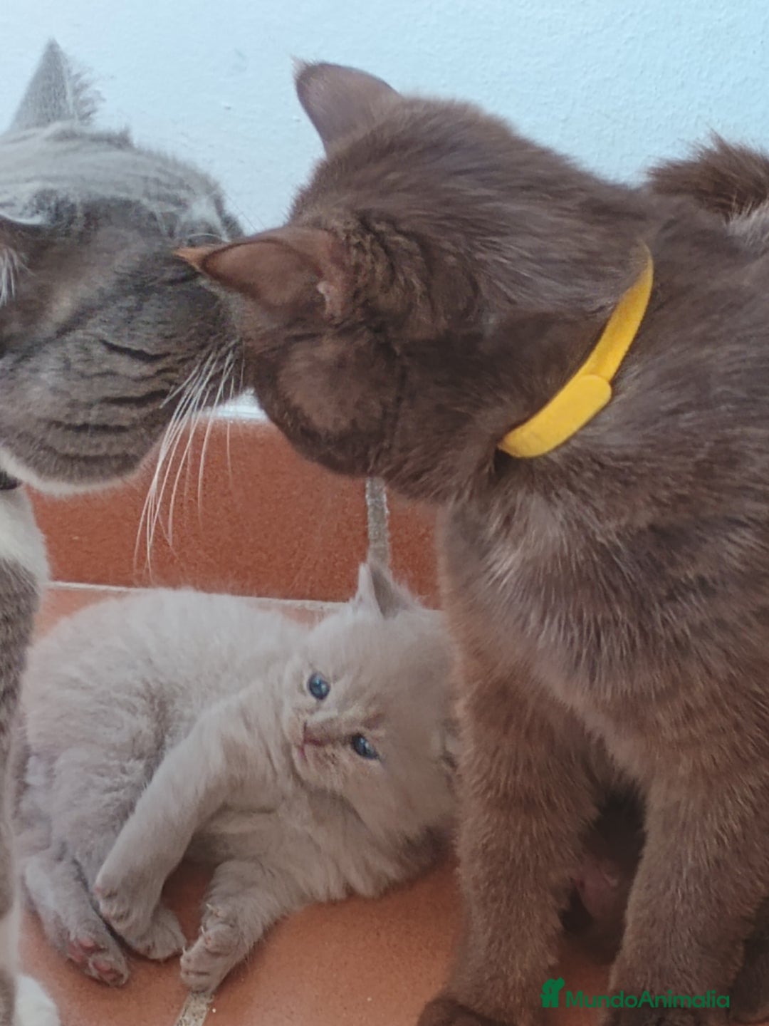 Británico de Pelo Corto gatos en venta: British shorthair Fawn - Imagen 4