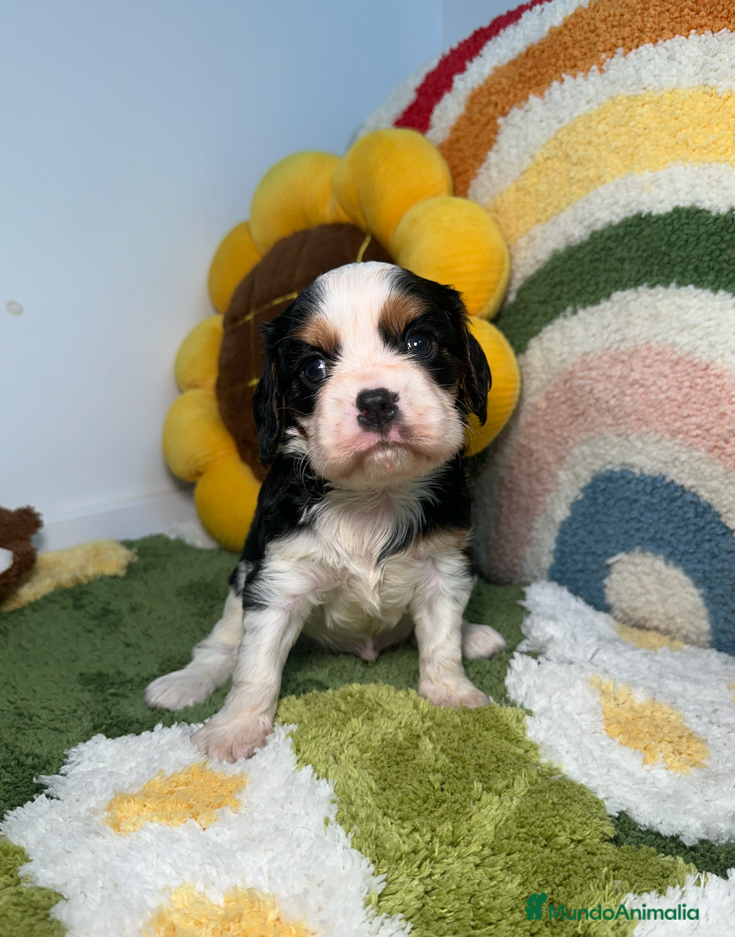 Cavalier King Charles Spaniel perros Cavalier King Charles - Anuncio 2