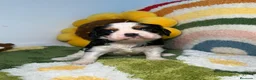 Cavalier King Charles Spaniel perros en venta: Cavalier King Charles - Anuncio 1