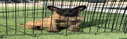 Pastor Belga Malinois perros en venta: Cachorro de Malinois gran calidad  - Anuncio 8