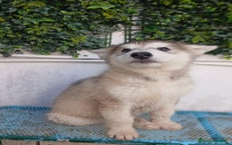 Husky Siberiano perros en venta: ULTIMO HUSKY y ULTIMA  ALASKA MALAMUTE  - Imagen 4