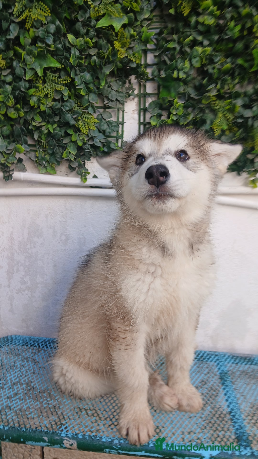 Husky Siberiano perros en venta: ULTIMO HUSKY y ULTIMA  ALASKA MALAMUTE  - Imagen 4