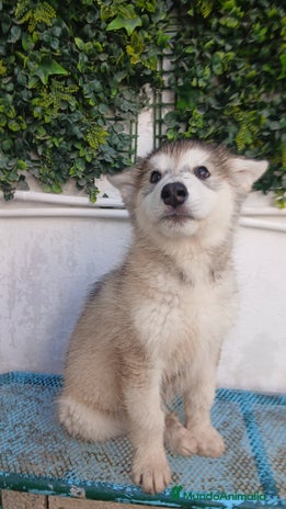 Husky Siberiano perros - Anuncio 1